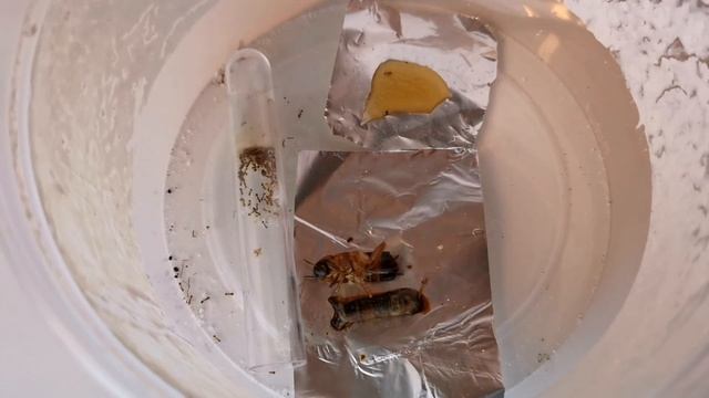 Monomorium pharaonis (Mrówki Faraona) смотреть онлайн