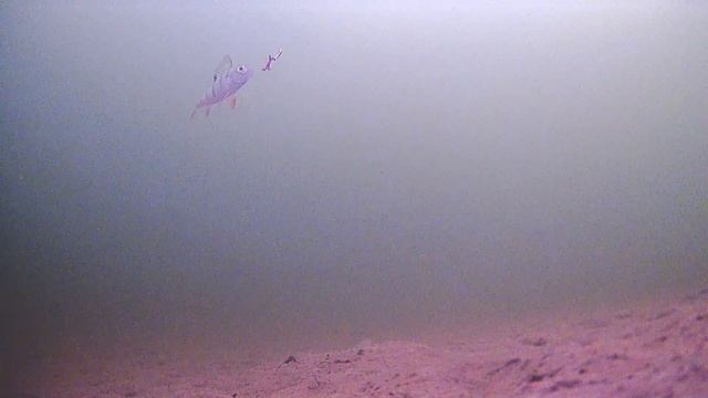 Как снимает подводная камера Focus Fish