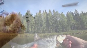 САМАЯ ЛУЧШАЯ СНАСТЬ НА ХАРИУСА|ВЕРХОВОЙ НАСТРОЙ НА ХАРИУСА|ГИРЛЯНДА|ХАРИУС|ЛЕНОК.