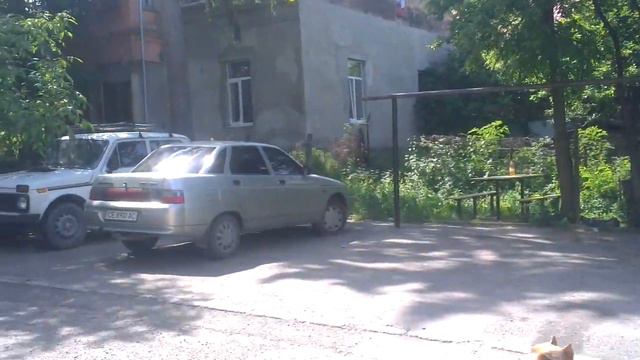 Pitbull playing with ballon смотреть онлайн