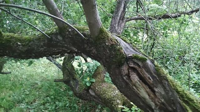 VID_20230730_163656.mp4 смотреть онлайн
