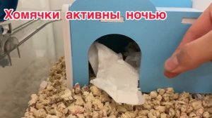 Плюсы и минусы хомяков ￼