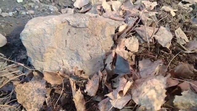 КАК ПЕРЕЗИМОВАЛА БУДЛЕЯ И МИНДАЛЬ В СИБИРИ ? смотреть онлайн