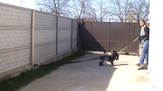 Обучение спаниеля охране двора смотреть онлайн