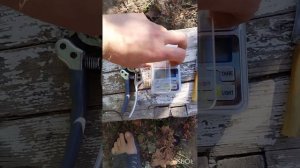 Кишмиш Лилит, Посланник. Виноградник Казачук Г.А