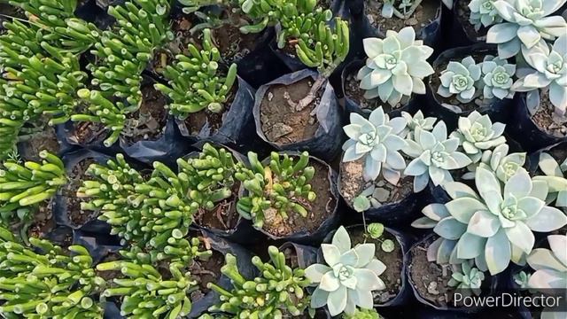 Nursery visit for winter plants//कुछ पौधे खरीदने गई लेकिन Car Dickey भर कर Plants ले आई 🫢 смотреть онлайн