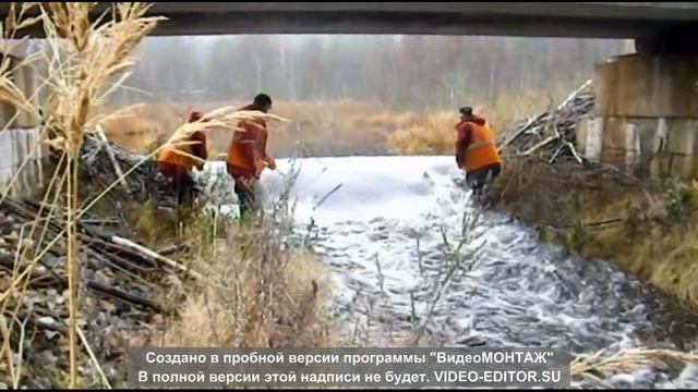 Разборка бобровых плотин вручную. Неблагодарный труд. смотреть онлайн