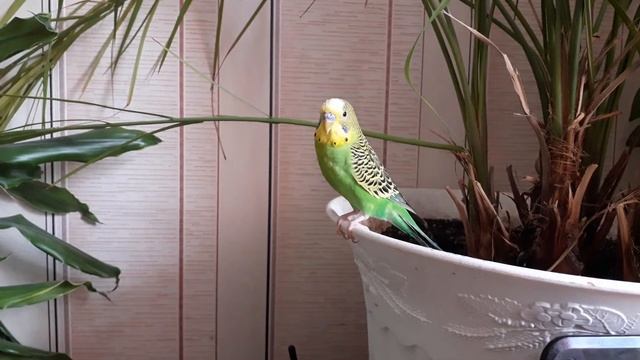 Пение волнистого попугая-Kevina смотреть онлайн