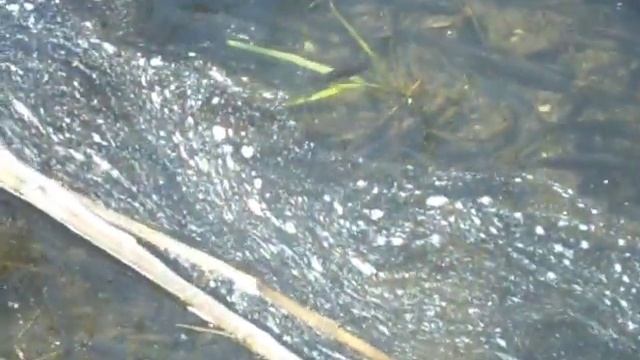 Ход плотвы на нерест