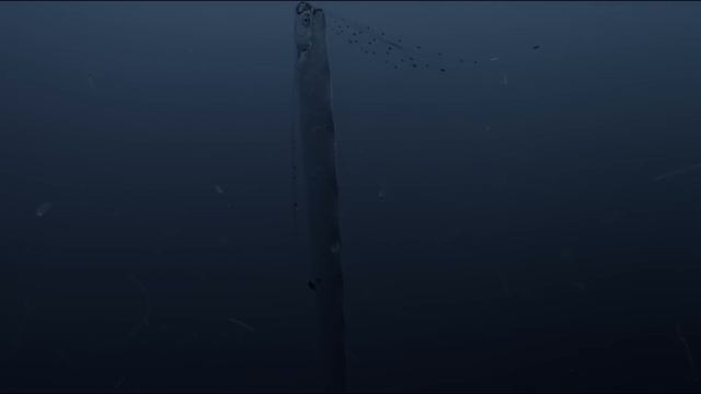 Régalec, premiers contacts avec le poisson roi | Documentaire animalier 4K смотреть онлайн