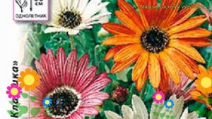 Арктотис обыкновенная. Краткий обзор, описание характеристик, где купить семена arctōtis