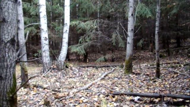 Ельник.Черные грузди, опята.Чага.Странная землянка/Сельское подворье на Урале смотреть онлайн