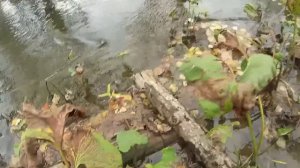 Спортивная ловля форели и хариуса в Башкирии