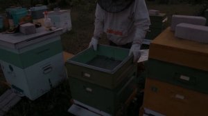 Ловля пчёл ловушками. Ловим рои.