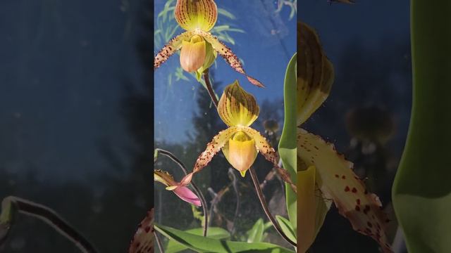 #Цветение р Пафиопедилум. Paph. wolterianum v schmidtianum, Paph. Judge Philip. 25.01.2024. смотреть онлайн