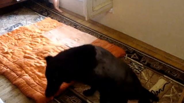 Шанс самостоятельно слезает с кровати смотреть онлайн