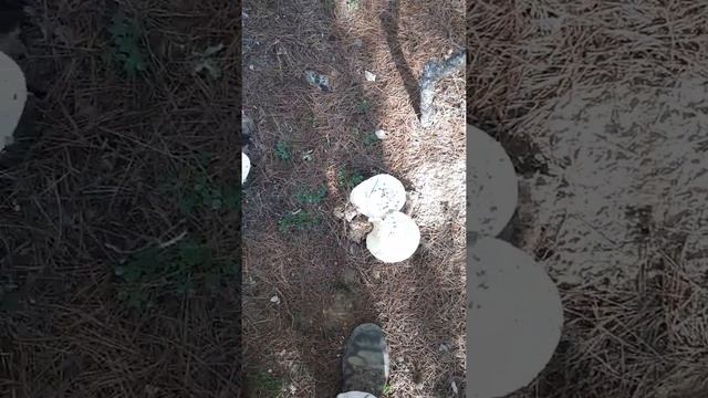 la seta mas venenosa (Amanita) смотреть онлайн