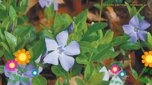Барвинок малый Панта. Краткий обзор, описание характеристик, где купить саженцы vinca minor Panta смотреть онлайн