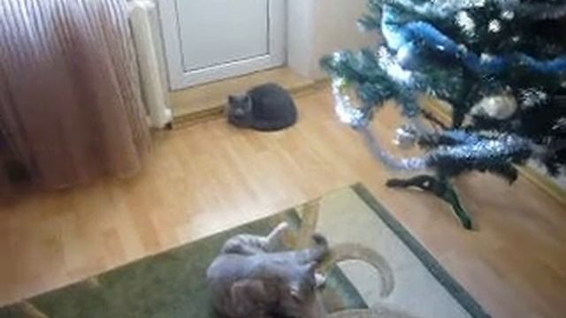 Шотландские котики под ёлкой. Christmas cats. смотреть онлайн