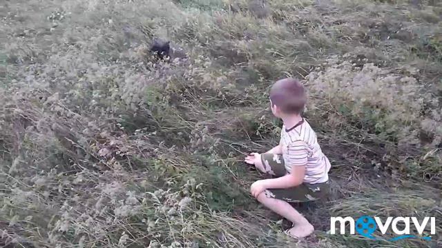Про щенка русского охотничьего спаниеля. Подача. смотреть онлайн