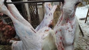 Вес быка Разделка быка