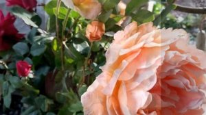 Лавли Рококо- роза которую я долго искала