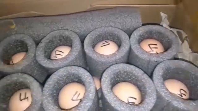 Инкубационное яйцо Почтой России. смотреть онлайн