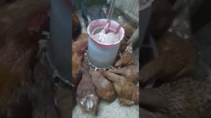 Содержание кур зимой в гараже