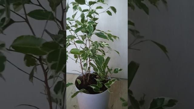 Fikus Benjamin po cięciu. смотреть онлайн