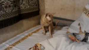 Пукают ли коты