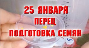 СЛАДКИЙ ПЕРЕЦ.  ПОДГОТОВКА СЕМЯН  ПОСАДКЕ