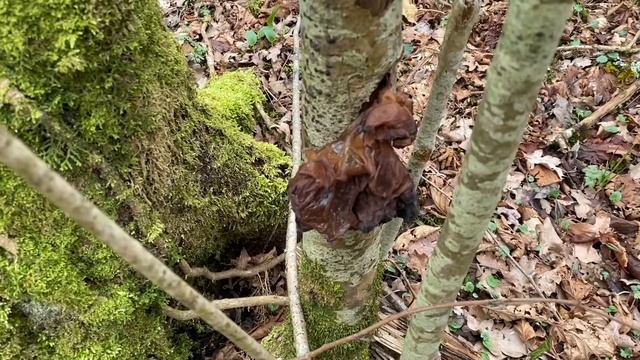 Phaeotremella frondosa, March 2020 смотреть онлайн