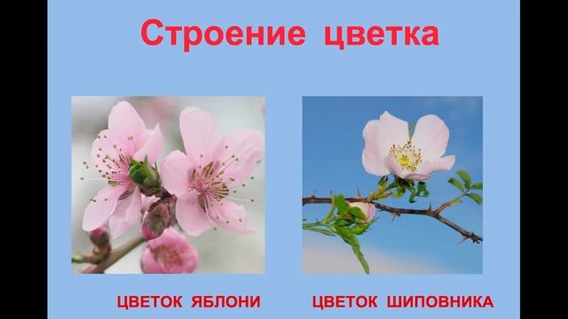 Строение цветка семейства розоцветные смотреть онлайн