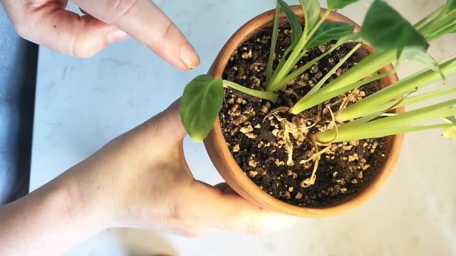 Building my Calathea Zebrina Terrarium смотреть онлайн