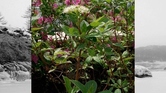 Szibériai fehér som (Cornus alba 'Sibirica') - videó képekben смотреть онлайн