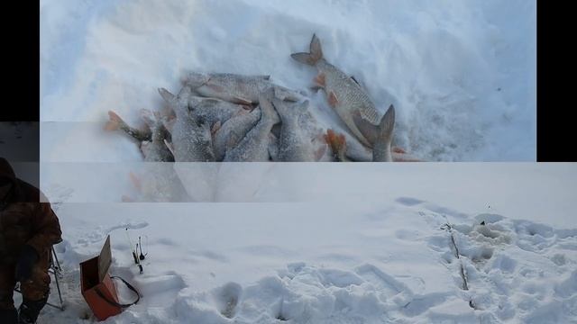 ЭЙ ПОДЪЯЗЬ, А ГДЕ ЖЕ ЯЗЬ? РЫБАЛКА В ГЛУХОЗИМЬЕ НА ЛЮБИМОЙ РЕКЕ ЕТЫ-ПУР! ГЛАВНОЕ НА РЫБАЛКЕ ПРОЦЕСС!