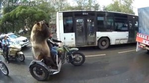 Медведь на мотоцикле