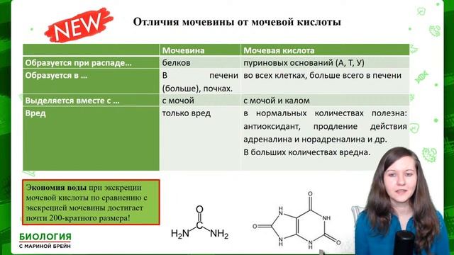 МОЧЕВЫДЕЛИТЕЛЬНАЯ СИСТЕМА ЕГЭ смотреть онлайн
