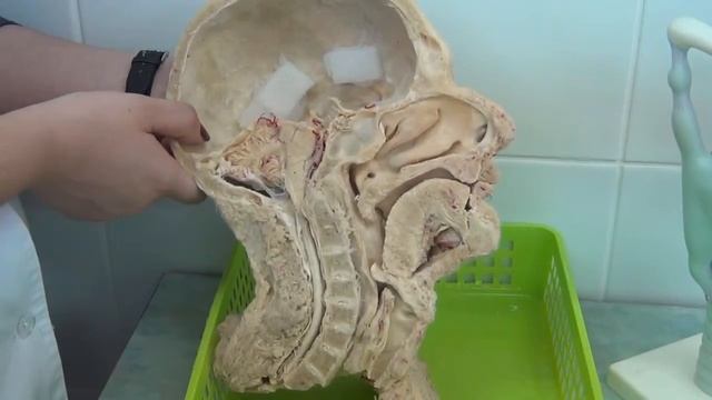 Строение ротовой полости. смотреть онлайн