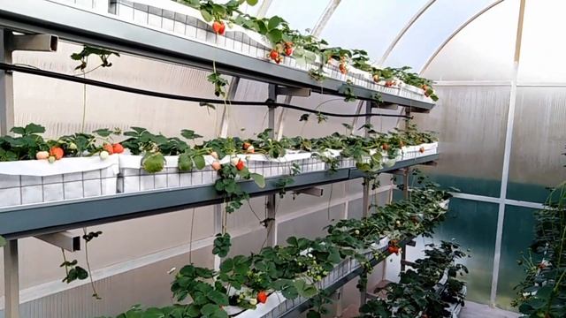 Земляника на малообъемке в середине октября смотреть онлайн