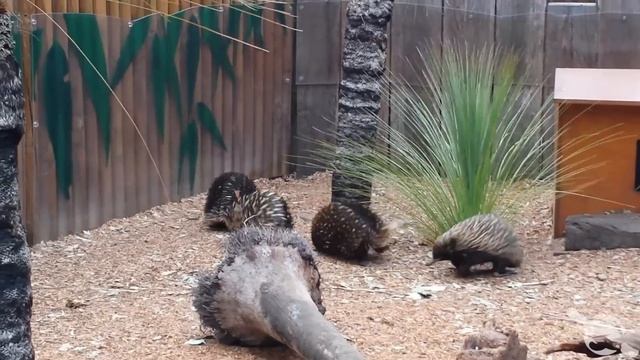 Rare Echidna Trailing at Taronga Zoo смотреть онлайн