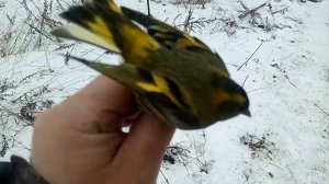 Начало весеннего пролёта! Ловля щеглов, чижей, коноплянок. 25.03.2023.