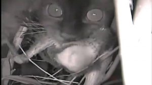 Кошка ест птенцов.