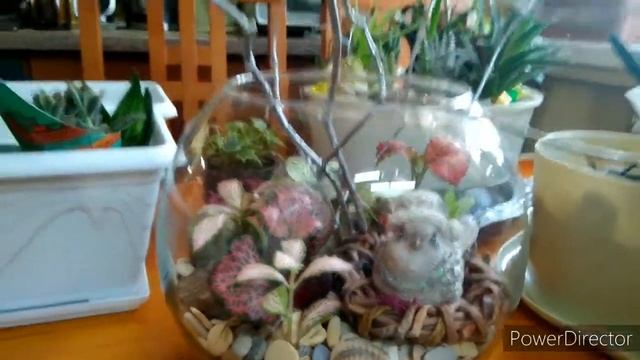 Обзор цветочных новинок, доделала флорариумы, композиции из суккулентов смотреть онлайн