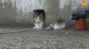 ЭТОТ КОТЁНОК   ИНВАЛИД, НО МАМА НЕ БРОСАЕТ ЕГО!