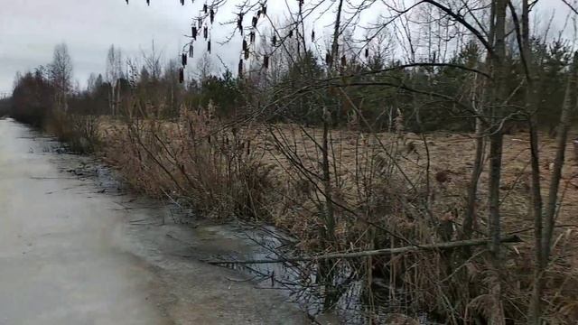 Как искать рога лося? Март 2019 смотреть онлайн