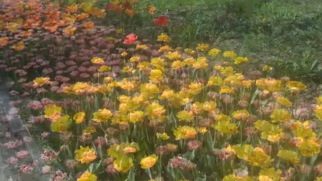 фестиваль тюльпанов смотреть онлайн