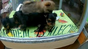 Птичий рынок. Собаки, щенки. Йорки, шпицы, чихуахуа и другие.