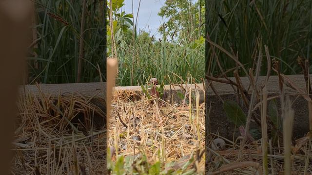 Улитки гонщицы смотреть онлайн