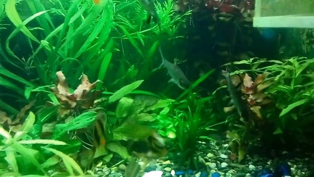 Фотосинтез аквариумных растений смотреть онлайн